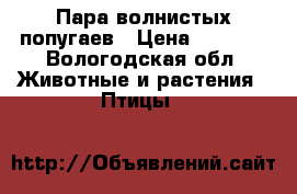 Пара волнистых попугаев › Цена ­ 3 000 - Вологодская обл. Животные и растения » Птицы   